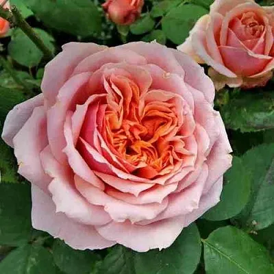 Саженцы роз ПОЛЬ БОКЮЗ шраб  Саженцы роз ПОЛЬ БОКЮЗ шраб в Подольске