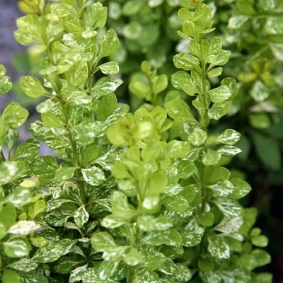 Барбарис ПАУ ВАУ тунберга  Барбарис ПАУ ВАУ тунберга в Подольске