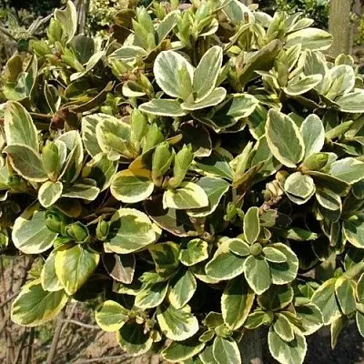 Бересклет КАНАДЕЙЛ ГОЛД   Бересклет КАНАДЕЙЛ ГОЛД  в Подольске