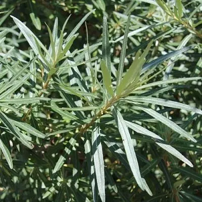 Облепиха ЛОРД (МУЖСКАЯ) в Подольске