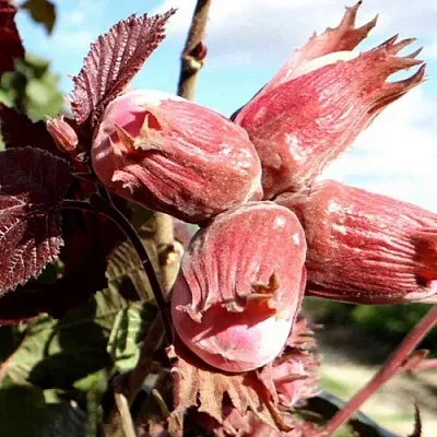 Фундук АЛЫЙ ПАРУС  Фундук АЛЫЙ ПАРУС в Подольске