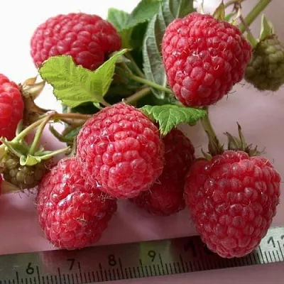 Саженцы малины ремонтантной Примара Саженцы малины ремонтантной Примара