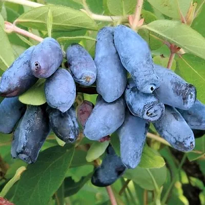 Жимолость съедобная ПАВЛОВСКАЯ в Подольске