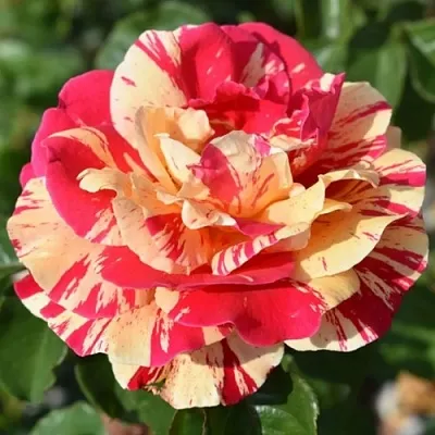 Саженцы роз ВАНИЛЛА ФРАЙЗ плетистая  Саженцы роз ВАНИЛЛА ФРАЙЗ плетистая в Подольске