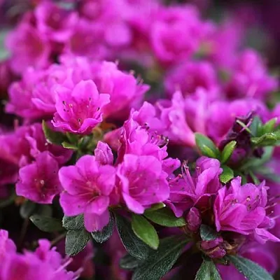 Азалия ХИРОКА японская  Азалия ХИРОКА японская в Подольске