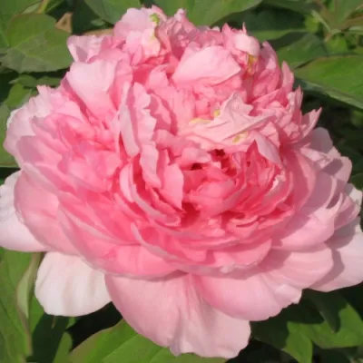 Пион ИМПЕРАТОРСКАЯ НАЛОЖНИЦА древовидный в Подольске