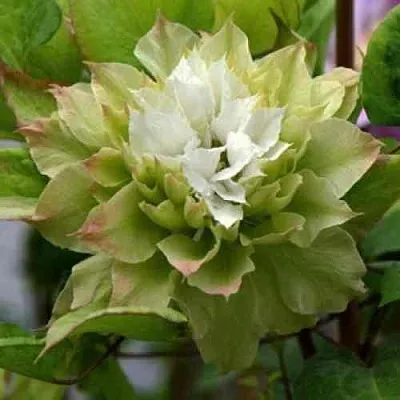 Клематис СЕН-НО-КЕЙЗ  Клематис СЕН-НО-КЕЙЗ в Подольске