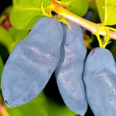 Жимолость съедобная ДЛИННОПЛОДНАЯ в Подольске