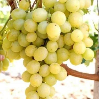 Виноград ТАЛИСМАН в Подольске