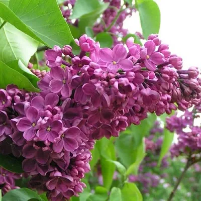 Сирень ДЕНЬ ПОБЕДЫ  Сирень ДЕНЬ ПОБЕДЫ в Подольске