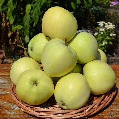 Яблоня ПАПИРОВКА  Яблоня ПАПИРОВКА в Подольске