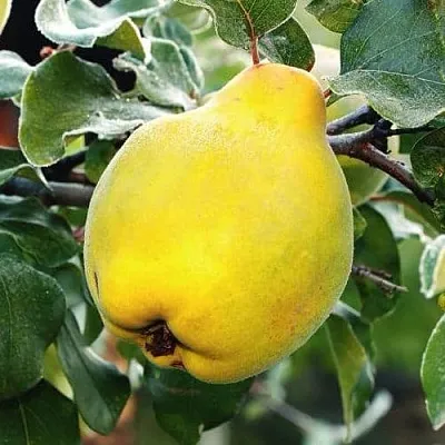 Айва РУМО  Айва РУМО в Подольске