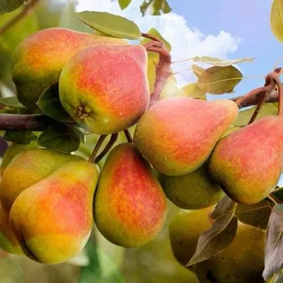 Груша ЗАБАВА  Груша ЗАБАВА в Подольске