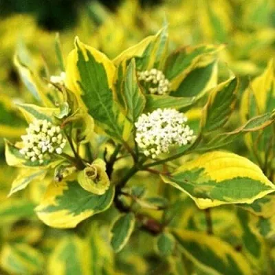 Дерен  Дерен в Подольске