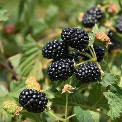 саженцы ежевики саженцы ежевики