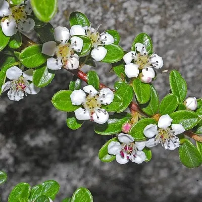 Кизильник ТАНГСТЕДТ горизонтальный  в Подольске
