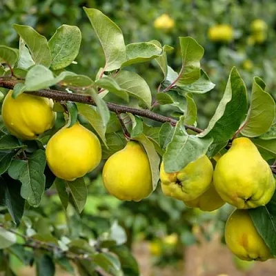 Айва ТРИУМФ  Айва ТРИУМФ в Подольске