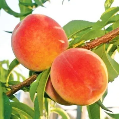 Персик ОНТАРИО — описание сорта Персик ОНТАРИО в Подольске