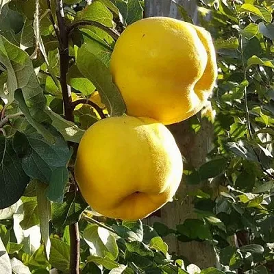 Айва МАРИЯ  Айва МАРИЯ в Подольске