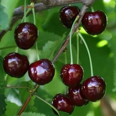 Черешня НАРОДНАЯ  Черешня НАРОДНАЯ в Подольске