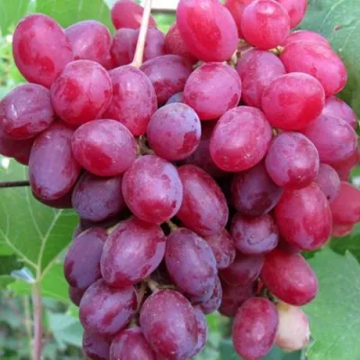 Виноград КИШМИШ ВЕЛЕС в Подольске