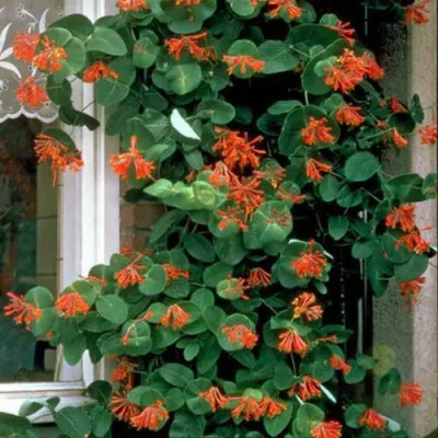 Жимолость ДРОМПОР СКАРЛЕТТ брауна в Подольске