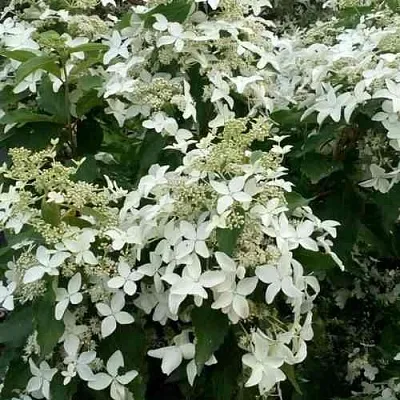 Гортензия МЭДЖИКАЛ СТАРЛАЙТ метельчатая  Гортензия МЭДЖИКАЛ СТАРЛАЙТ метельчатая в Подольске