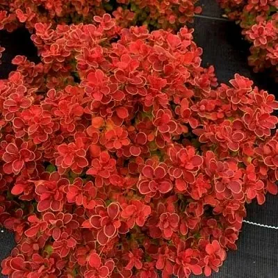 Барбарис РЕД ХОТ ЧИЛИ тунберга в Подольске