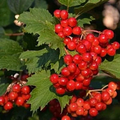 Калина в Подольске