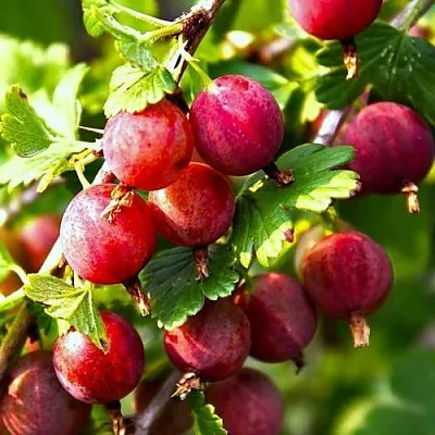 Крыжовник САДКО  Крыжовник САДКО в Подольске