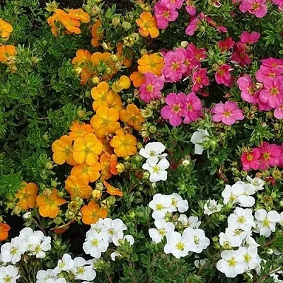 Лапчатка  Лапчатка в Подольске