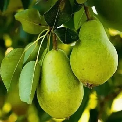 Груша СЕВЕРЯНКА колонновидная в Подольске