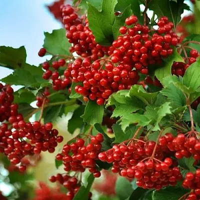 Калина ТАЕЖНЫЕ РУБИНЫ  Калина ТАЕЖНЫЕ РУБИНЫ в Подольске