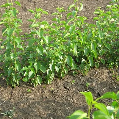 Подвой вишни АНТИПКА  Подвой вишни АНТИПКА в Подольске