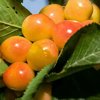 Дюк (черевишня) БЕЛОЧКА в Подольске