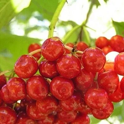 Калина КИЕВСКАЯ САДОВАЯ  Калина КИЕВСКАЯ САДОВАЯ в Подольске