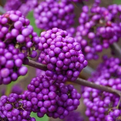 Красивоплодник  Красивоплодник в Подольске