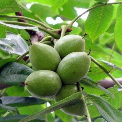 Орех маньчжурский МИЧУРИНЕЦ в Подольске