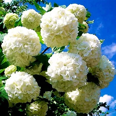 Калина БУЛЬДЕНЕЖ  Калина БУЛЬДЕНЕЖ в Подольске