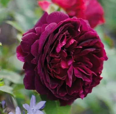 Саженцы роз МАНСТЕД ВУД английская  Саженцы роз МАНСТЕД ВУД английская в Подольске