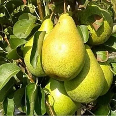 Груша ПАТЕН (ГЛУБОКСКАЯ)  Груша ПАТЕН (ГЛУБОКСКАЯ) в Подольске