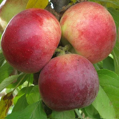 Яблоня БАЛЕРИНА ФЛАМЕНКО колонновидная  Яблоня БАЛЕРИНА ФЛАМЕНКО колонновидная в Подольске