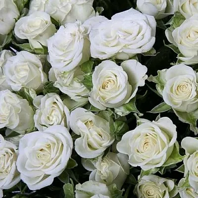 Саженцы роз СНОУФЛЕЙК спрей  Саженцы роз СНОУФЛЕЙК спрей в Подольске