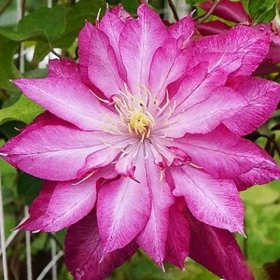 Клематис КАЕН  Клематис КАЕН в Подольске