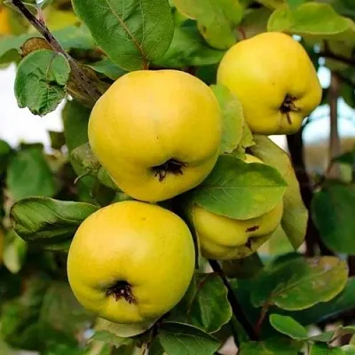 Айва ЯБЛОКОВИДНАЯ  Айва ЯБЛОКОВИДНАЯ в Подольске