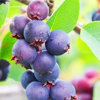 Ирга СМОУКИ в Подольске