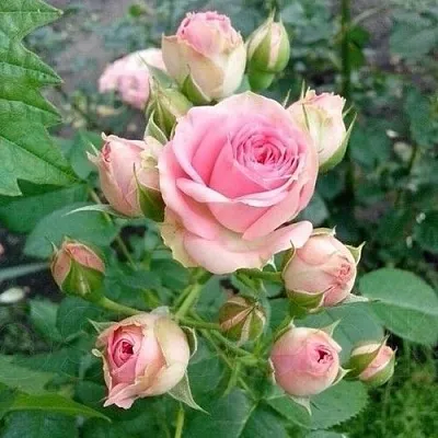 Саженцы роз МИМИ ЭДЕН спрей  Саженцы роз МИМИ ЭДЕН спрей в Подольске