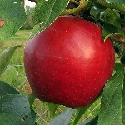 Яблоня РЕДФРИ  Яблоня РЕДФРИ в Подольске