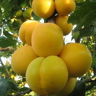 Слива ЛОДВА  Слива ЛОДВА в Подольске