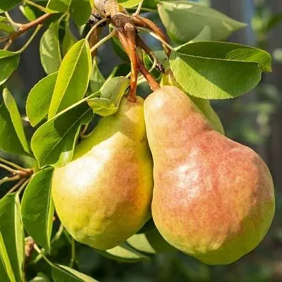 Летние сорта  Летние сорта в Подольске